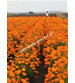 Marigold Orange Iris F1 IHS-786 100 Seeds